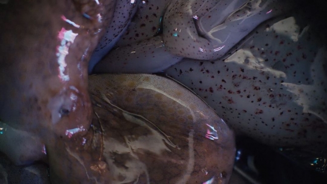 Beca︱Tentacular Fellowship TBA21