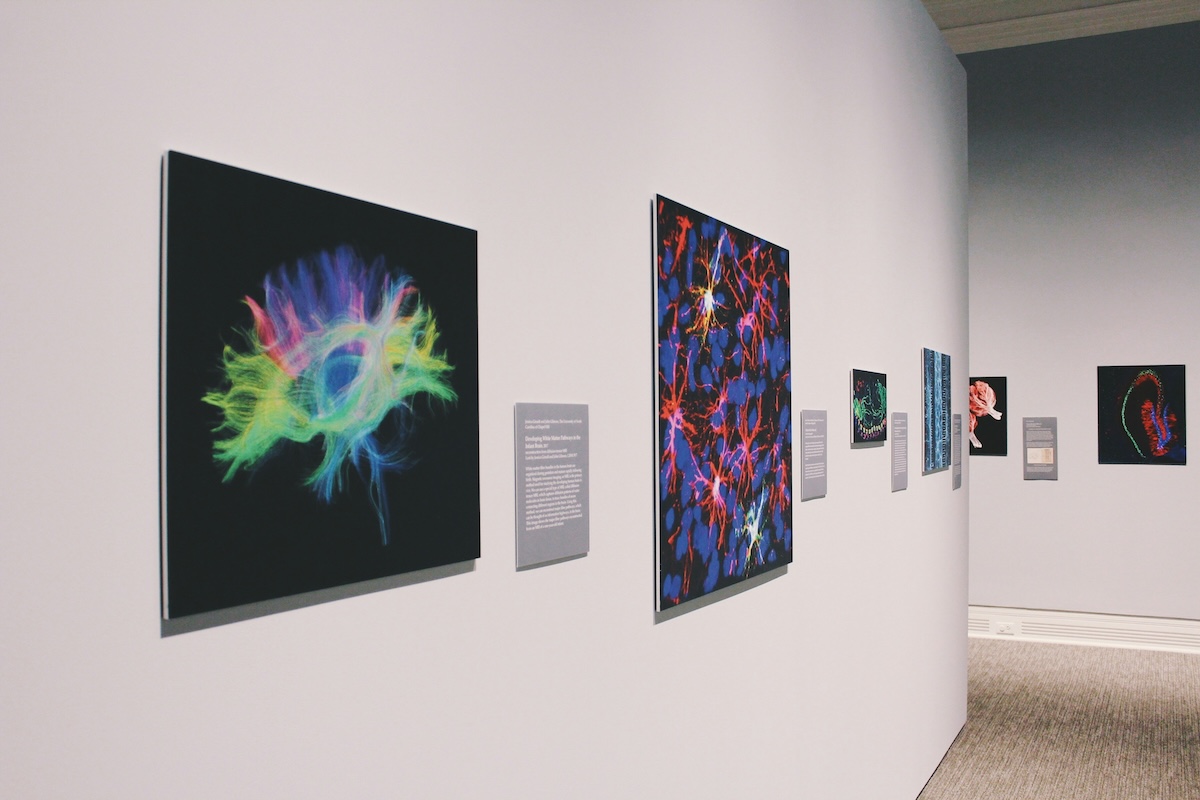 Beca︱Emergence Art+Science 2027